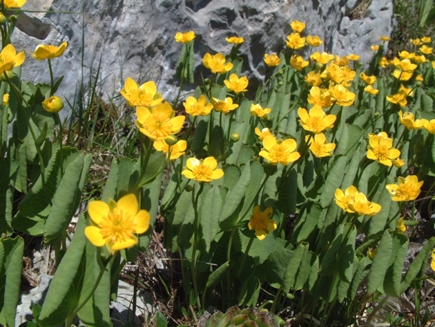 Ranunculus thora / Erba tora